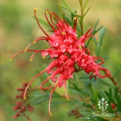 Grevillea Red Wings -Foliage Flair Shop apo redwings grevillea flower closeup