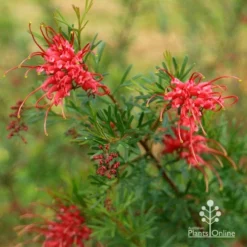 Grevillea Red Wings -Foliage Flair Shop apo redwings grevillea flowering