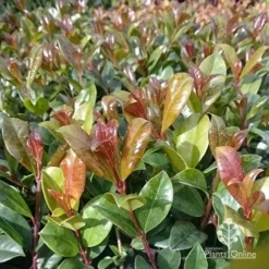 Syzygium Resilience - Lilly Pilly -Foliage Flair Shop apo resilience new leaf colour