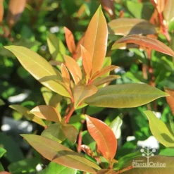 Syzygium Resilience - Lilly Pilly -Foliage Flair Shop apo resilience new leaves
