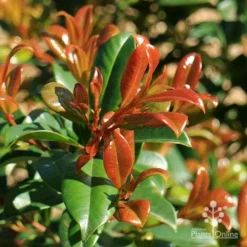 Syzygium Resilience - Lilly Pilly -Foliage Flair Shop apo resilience new orange leaf