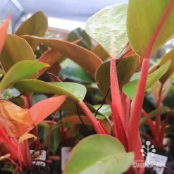 Philodendron Rojo Congo -Foliage Flair Shop apo rojo congo pink stems tubestock