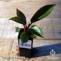 Philodendron Rojo Congo -Foliage Flair Shop apo rojo congo tubestock top