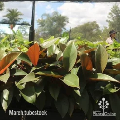 Philodendron Rojo Congo -Foliage Flair Shop apo rojo march