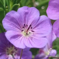 Geranium Rozanne -Foliage Flair Shop apo roseanne geranium close