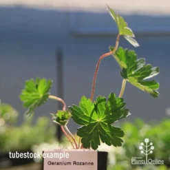 Geranium Rozanne -Foliage Flair Shop apo rozanne tubestock closer