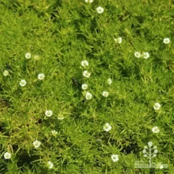 Sagina Subulata Aurea – Scotch Moss -Foliage Flair Shop apo sagina aurea flowers