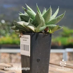 Haworthia Savanna - Succulent -Foliage Flair Shop apo savanna and pups