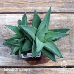 Haworthia Savanna - Succulent -Foliage Flair Shop apo savanna big size top