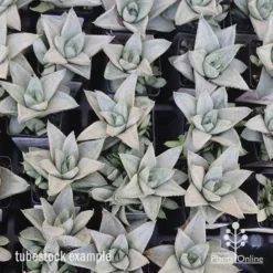 Haworthia Savanna - Succulent -Foliage Flair Shop apo savanna tubestocks