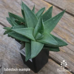 Haworthia Savanna - Succulent -Foliage Flair Shop apo savannah big size