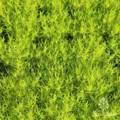 Sagina Subulata Aurea – Scotch Moss -Foliage Flair Shop apo scotch moss carpet
