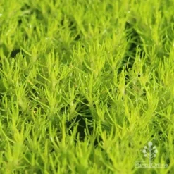 Sagina Subulata Aurea – Scotch Moss -Foliage Flair Shop apo scotch moss closeup