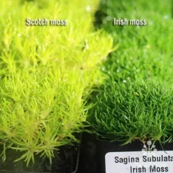 Sagina Subulata Aurea – Scotch Moss -Foliage Flair Shop apo scotch moss irish moss compared