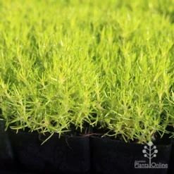 Sagina Subulata Aurea – Scotch Moss -Foliage Flair Shop apo scotch moss leaves