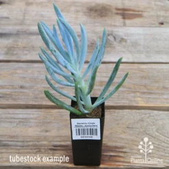 Senecio Chalk Sticks - Succulent 17 Senecio Chalk Sticks - Succulent -Foliage Flair Shop apo senecio chalk staicks tubestock current