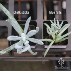 Senecio Chalk Sticks - Succulent 24 Senecio Chalk Sticks - Succulent -Foliage Flair Shop apo senecio chalk sticks v blue falls 1