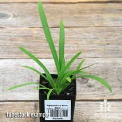 Agapanthus Silver Baby -Foliage Flair Shop apo silver baby tubestock