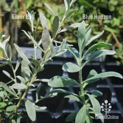 Eremophila Blue Horizon - Emu Bush -Foliage Flair Shop apo silver ball v blue horizon 1