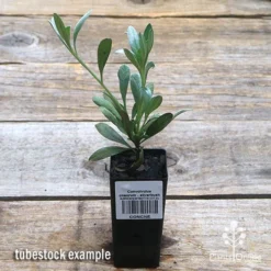 Convolvulus Cneorum - Silverbush 11 Convolvulus Cneorum - Silverbush -Foliage Flair Shop apo silverbush tubestock top