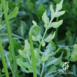 Pteris - Slender Brake Fern -Foliage Flair Shop apo slender pteris curl