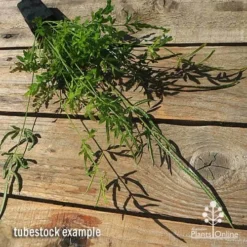 Pteris - Slender Brake Fern -Foliage Flair Shop apo slender pteris tubestock flat