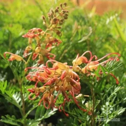 Grevillea Soopa Doopa -Foliage Flair Shop apo soopa doopa flower and bud