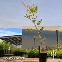 Grevillea Soopa Doopa -Foliage Flair Shop apo soopa doopa tubestock