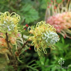 Grevillea Strawberry Sundae 15 Grevillea Strawberry Sundae -Foliage Flair Shop apo strawberry sundae flowerbuds