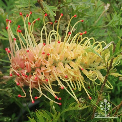 Grevillea Strawberry Sundae 1 Grevillea Strawberry Sundae