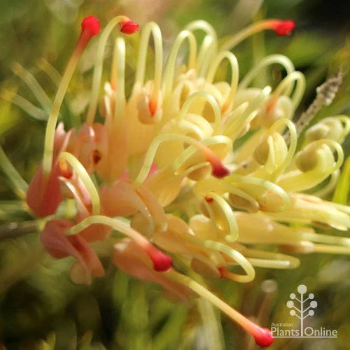 Grevillea Strawberry Sundae 5 Grevillea Strawberry Sundae - Image 5