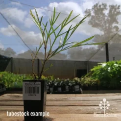 Grevillea Strawberry Sundae 10 Grevillea Strawberry Sundae -Foliage Flair Shop apo strawberry sundae tubestock side