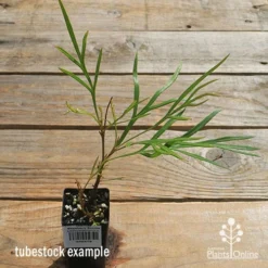 Grevillea Strawberry Sundae 14 Grevillea Strawberry Sundae -Foliage Flair Shop apo strawberry sundae tubestock top