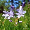Agapanthus Streamline