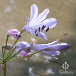Agapanthus Streamline -Foliage Flair Shop apo streamline backlit flower