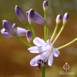 Agapanthus Streamline -Foliage Flair Shop apo streamline flower closeup