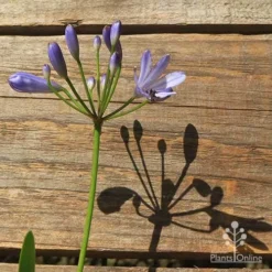 Agapanthus Streamline -Foliage Flair Shop apo streamline flower shadow