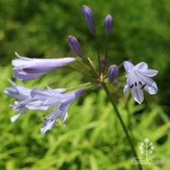 Agapanthus Streamline -Foliage Flair Shop apo streamline november