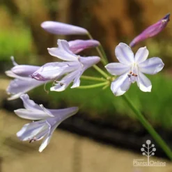 Agapanthus Streamline -Foliage Flair Shop apo streamline november sun
