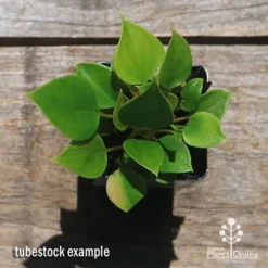 Foliage Flair Shop -Foliage Flair Shop apo success red anthurium tubestock above