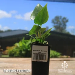 Anthurium Success Red 10 Anthurium Success Red -Foliage Flair Shop apo success red tubestock