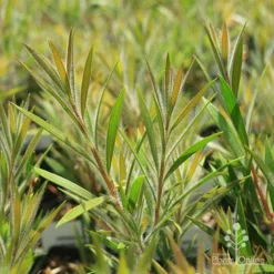 Callistemon Summer Days™ 11 Callistemon Summer Days™ -Foliage Flair Shop apo summer days callistemon foliage