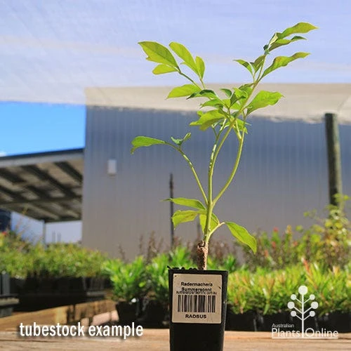 Radermachera Summerscent 3 Radermachera Summerscent - Image 3