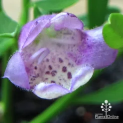 Eremophila Summertime Blue - Emu Bush -Foliage Flair Shop apo summertime blue eremophila flower macro