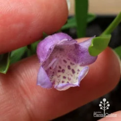 Eremophila Summertime Blue - Emu Bush -Foliage Flair Shop apo summertime blue eremophila flower size