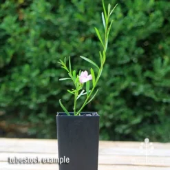 Eremophila Summertime Blue - Emu Bush -Foliage Flair Shop apo summertime blue eremophila tubestock