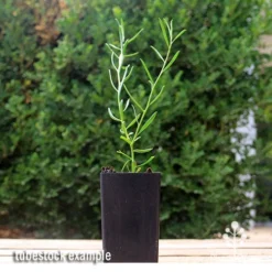 Eremophila Summertime Blue - Emu Bush -Foliage Flair Shop apo summertime blue eremophila tubestock2