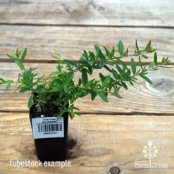 Grevillea Sunkissed -Foliage Flair Shop apo sunkissed tubestock