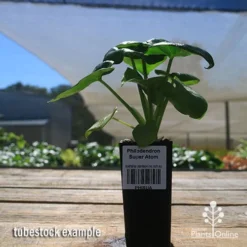 Philodendron Super Atom 21 Philodendron Super Atom -Foliage Flair Shop apo super atom tubestock nursery
