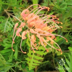 Grevillea Superb -Foliage Flair Shop apo superb grevillea